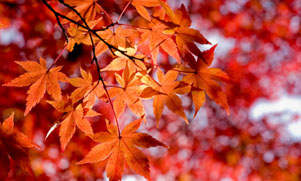 Autumnal Adventure